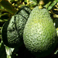 History of the Avocado: A 10,000 Year Culinary Journey