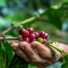 The Aromatic Journey: A Brief History of Coffee